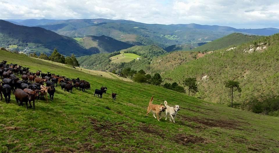 Hotel Rural Yeguada Albeitar Villayon ภายนอก รูปภาพ